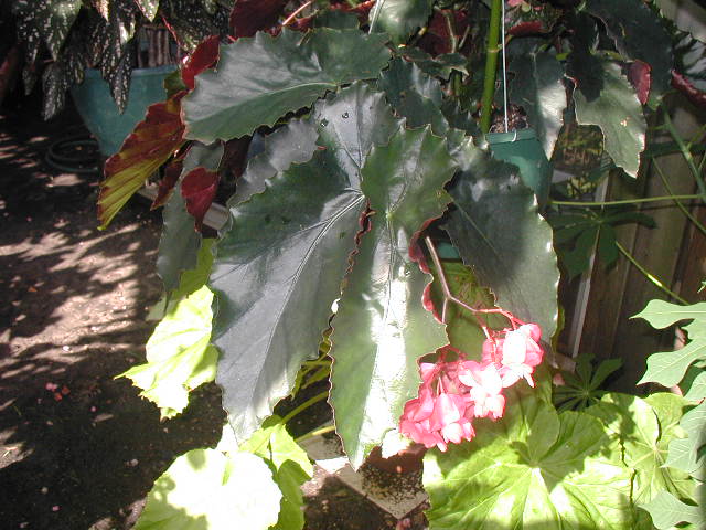 B. ‘Monarch’